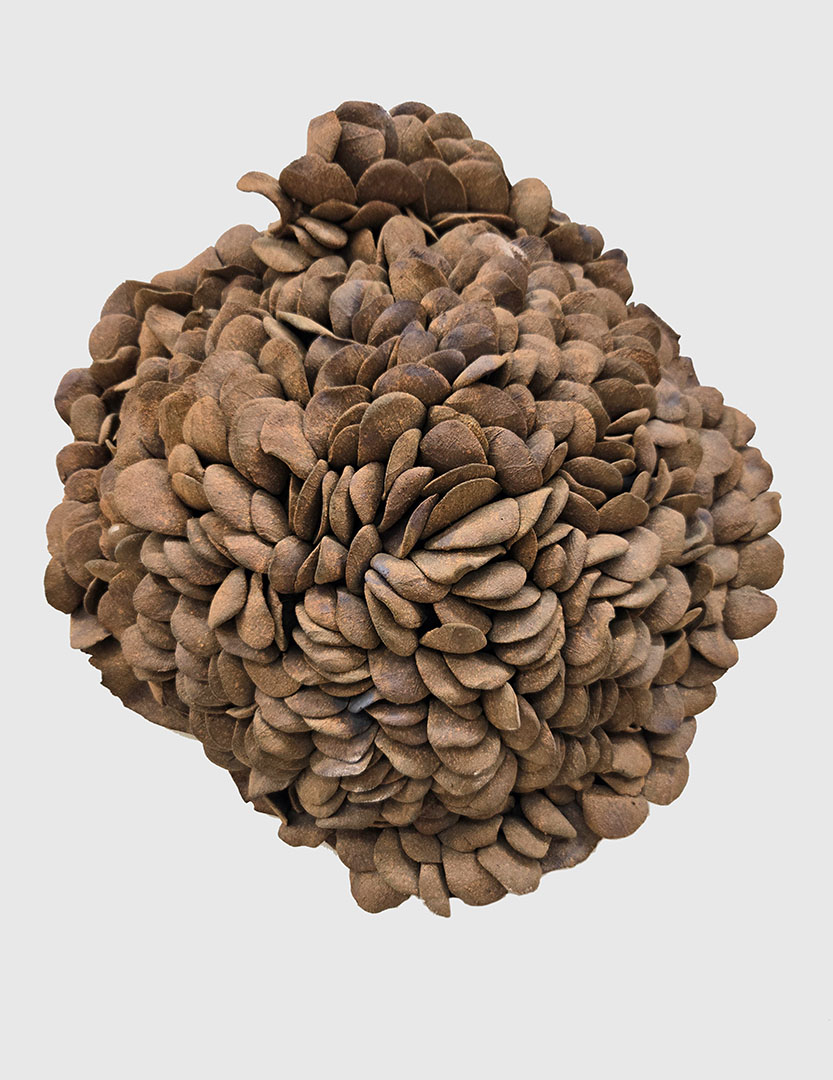 Petal Shield